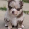 Pomsky Puppies