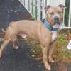 Bluenose Pitbull Puppies