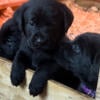 English Labrador Retrievers - Black 