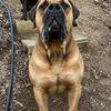 Boerboel X Xl Bully cross