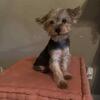 500 female tradional yorkie