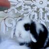 Holland Lop and Netherland Dwarf Bunnies Rabbits