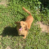 AKC stud Miniature dachshund