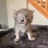 Scottish fold Kittens