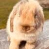 Orange harlequin holland lop male