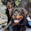 Female imported bloodline Rottweiler puppies