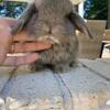 **Reduced** Pedigreed Holland Lops
