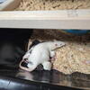 Pets or Feeders