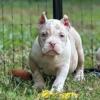 American bully puppies