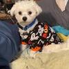 Maltipoo Stud Available 