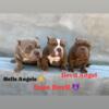 Micro Bully 2 males & 1 Female