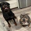 Rottweiler Stud Service - Serbian Import
