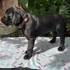Great Golden Dane, "Red Boy 1"