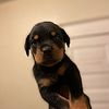 German/Serbian pups for sale