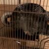 Two female chinchillas look for new home