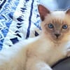 Siberian/Siamese kitten