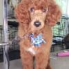 Red Standard Poodle - AKC Registered, Highly Bred, Housetrained