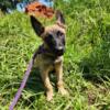 Female Belgian Malinois,  AKC reg, microchipped, house trained