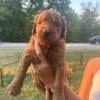 Red goldendoodle puppies