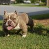 Exotic Bully Available