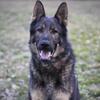 AKC MALE GERMAN SHEPHERD