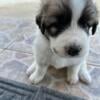 Great Pyrenees and Anatolian shepherd mix puppies for sale