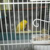 Female Linnie Parakeet