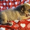 Red Heeler Male