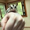 White face male sugar glider joey