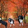 AKC Boston Terriers Born 9/16/2025