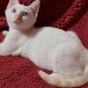 BENGAL rare color Ghost Spotted txt/call 740 412 1659 TICA Bloodlines