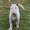 Bull terrier  puppy Chico