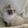 Male Blue Point Mitted Ragdoll - 5 months old