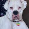 White Boxer Female Perfect Family Dog!