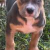 Tri color American Bully ABKC $4500 OBO