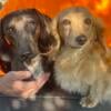 Mini Dachshunds ( 2 males left ) 