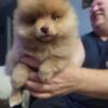 Male Toy Pomeranian 