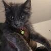 Grey Maine Coon Kitten