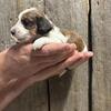 AKC Mini Dachshund Puppies Looking for Their Forever Homes!