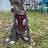 Blue Pitbull Puppy