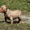 American Bully Pocket