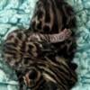 Bengal kittens TICA reg. Born 1/6/24