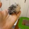 Baby hedgehogs very cute and healthy!