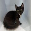 Maine Coon Black Female