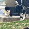 ABCA registerable Border Collie puppies