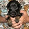 Doberman puppies Oct 28