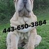 BEAUTIFUL PUP NEEDS LOVING HOME ASAP!