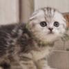 NEW Elite Scottish fold kitten from Europe with excellent pedigree, male. EZ Baron