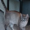 Burmese Neutered/Chipped & A.S.H Spayed -