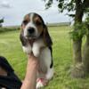 13 inches registered Beagles